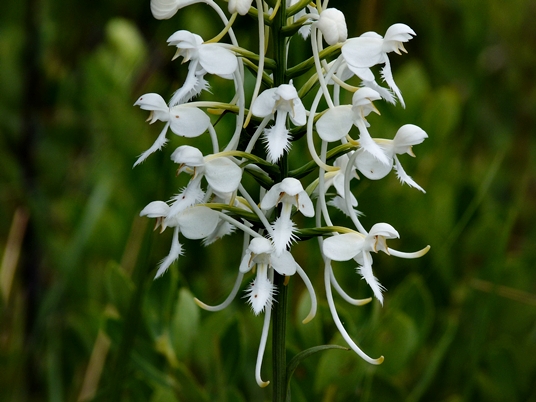 {Platanthera conspicua}